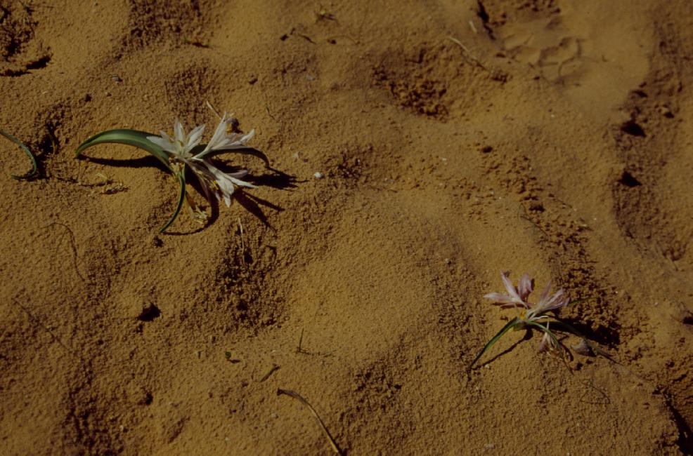 Quelques rares fleurs parsèment le sable (il a plu ces jours ci)