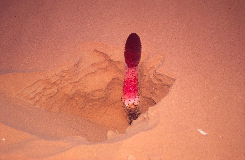 Un champignon, surprenant en haut d'une dune dans ce désert