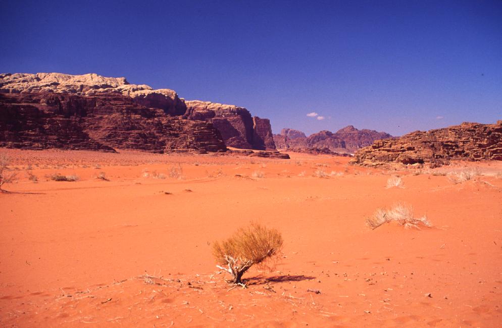 Un peu de vert dans le sable