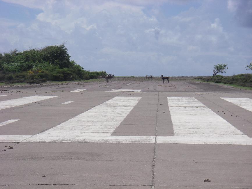 La piste est squattée par des ânes