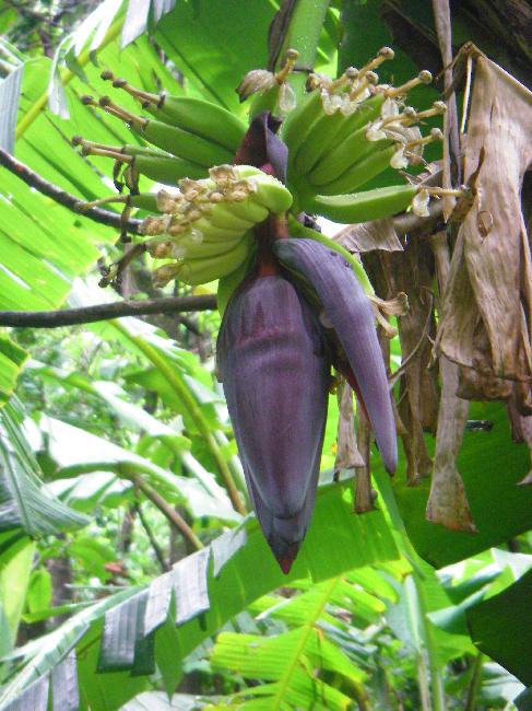 Dans la forêt ; bananes