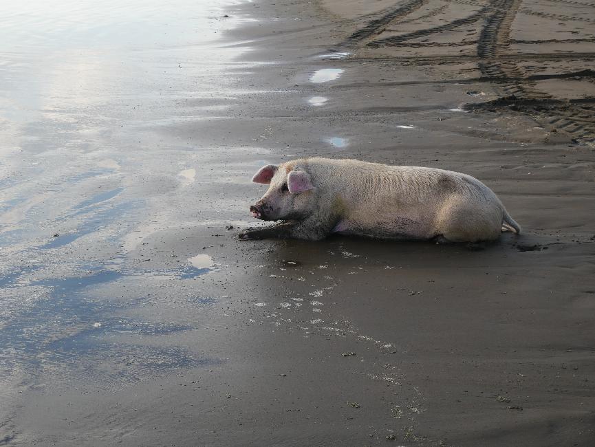 Un cochon bien au frais