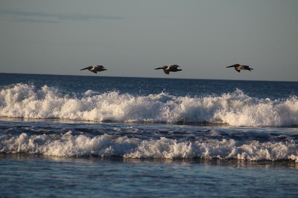 Escadron de pélicans