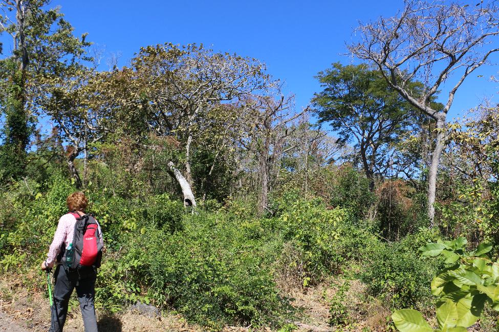 Les flancs du volcan recouverts par la forêt