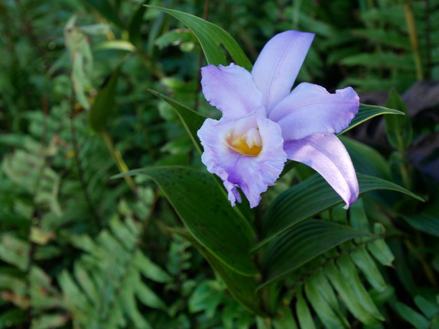 Fleur des pentes du Mombacho