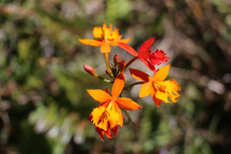 Fleur des pentes du Mombacho
