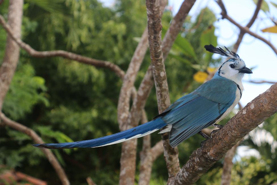 Geai à face blanche