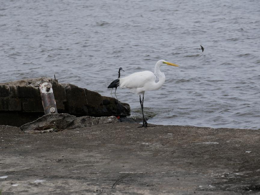 Grande aigrette et cormoran