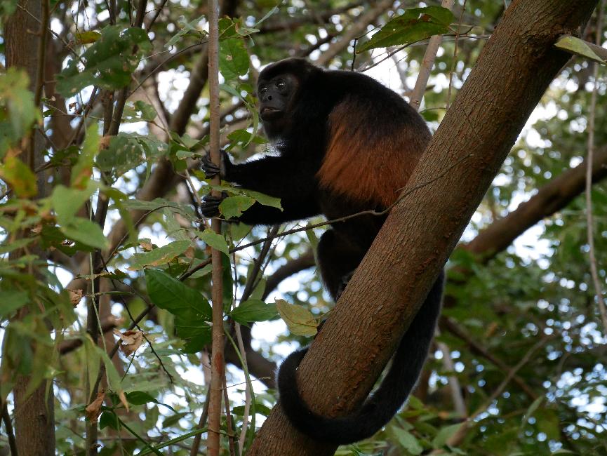 Réserve de Charco Verde ; singe hurleur