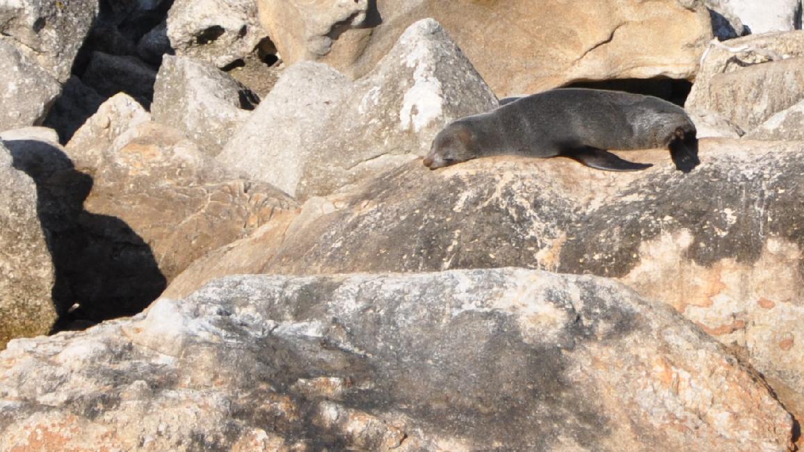 Parc Abel Tasman ; phoques