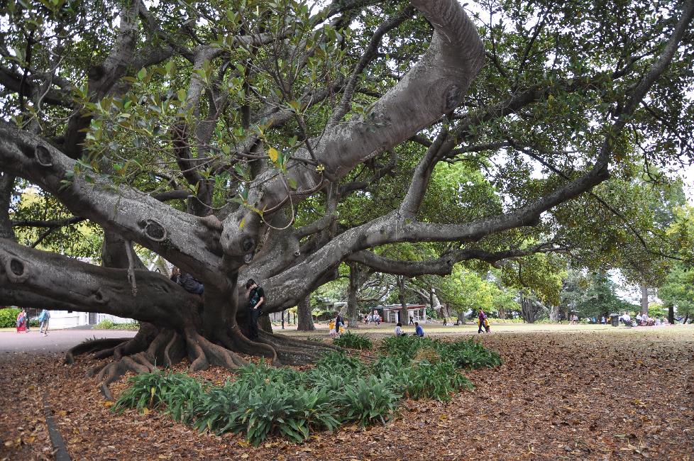 Arbre dans l'Albert Park