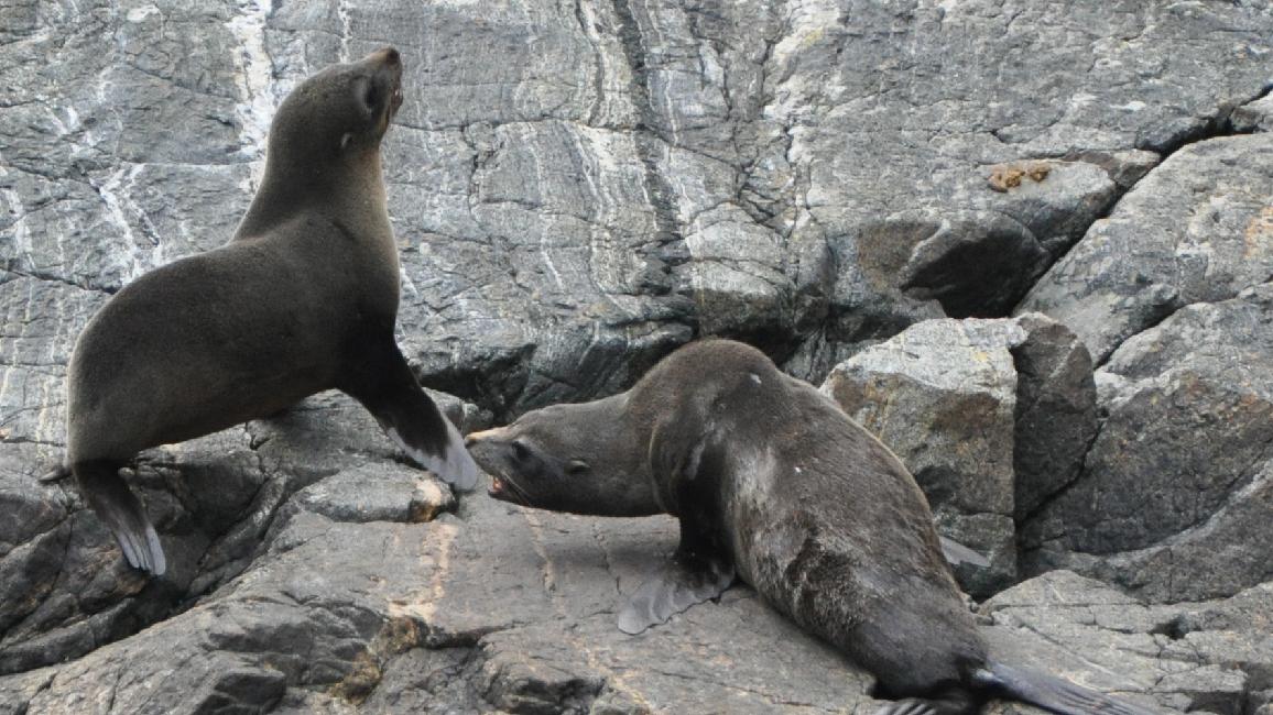 Milford Sound : phoques