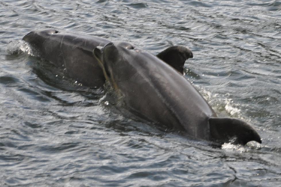 Milford Sound : dauphins