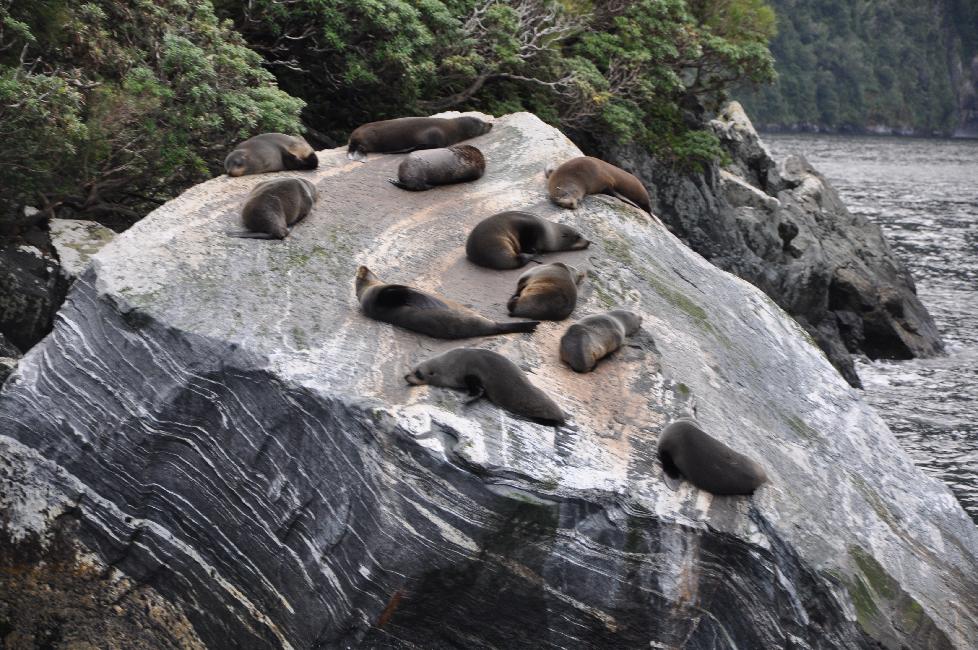 Milford Sound : phoques