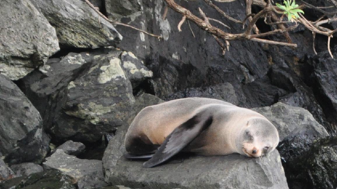 Milford Sound : phoques