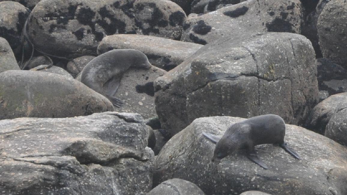 Cape Foulwind ; lions de mer