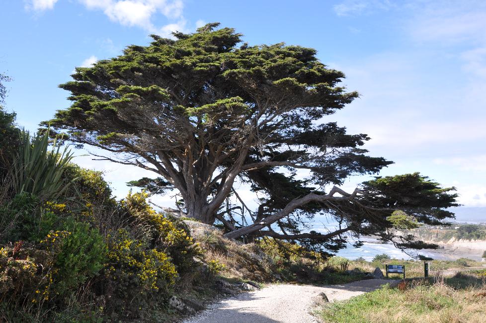 Cape Foulwind ; balade sur la falaise