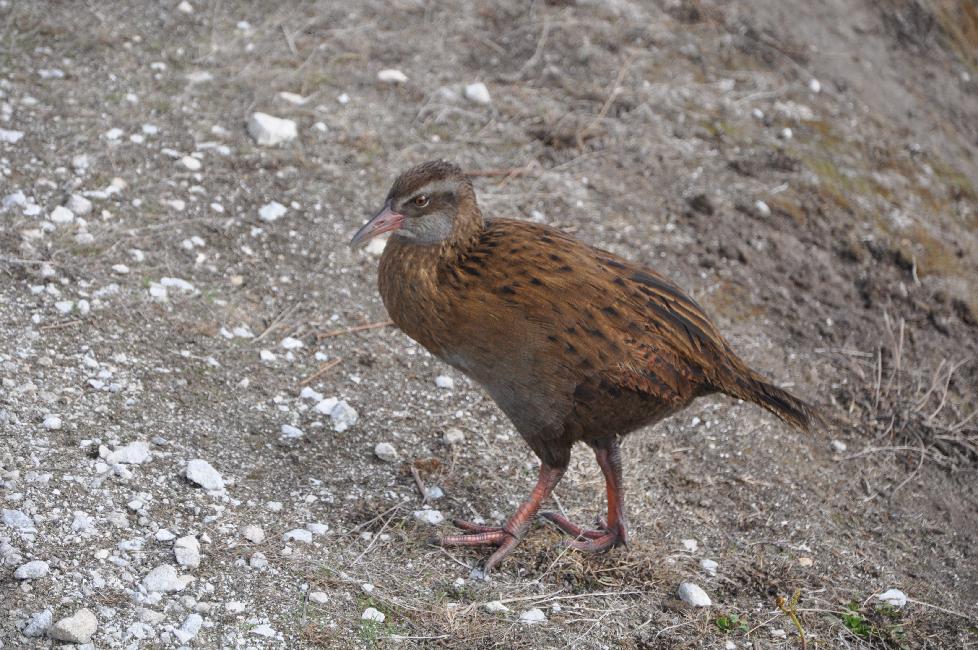 Cape Foulwind ; le weka, oiseau sans aile