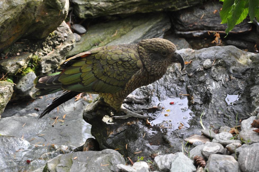 Parc Kiwi de Queenstown ; perroquet