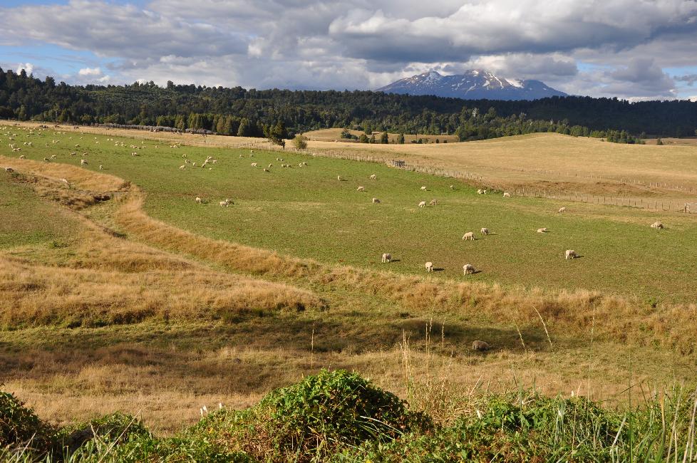 Route vers Ohakune ; au fond, le Ruapehu ; moutons