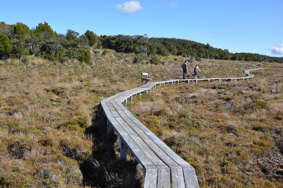 Balade vers Waitonga Falls ; marécages