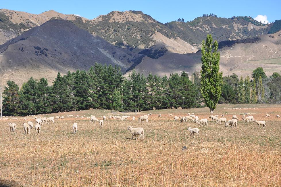 Route entre Ohakune et Whanganui
