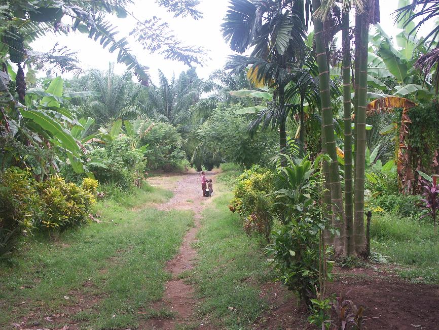Vue sur la plantation de palmes de Walandi, qui nous héberge
