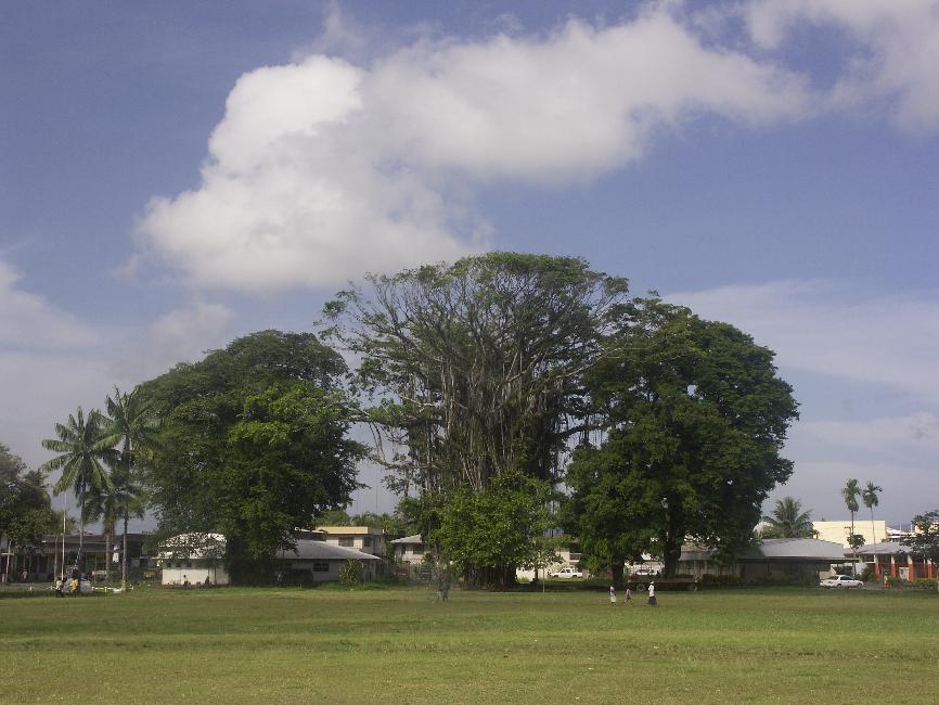 Les parcs de la ville sont plantés d'arbres magnifiques et imposants