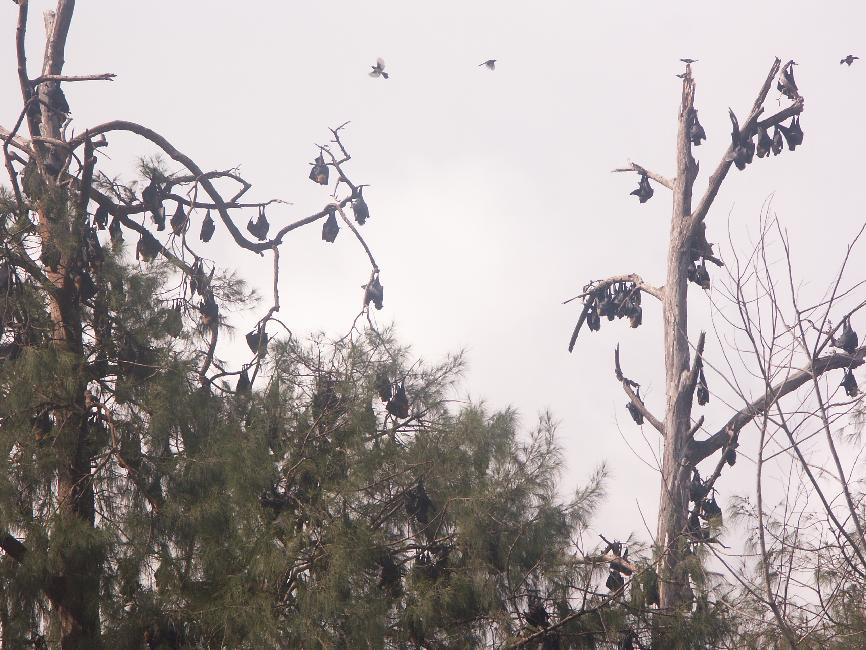 Les arbres abritent de nombreuses colonies de roussettes