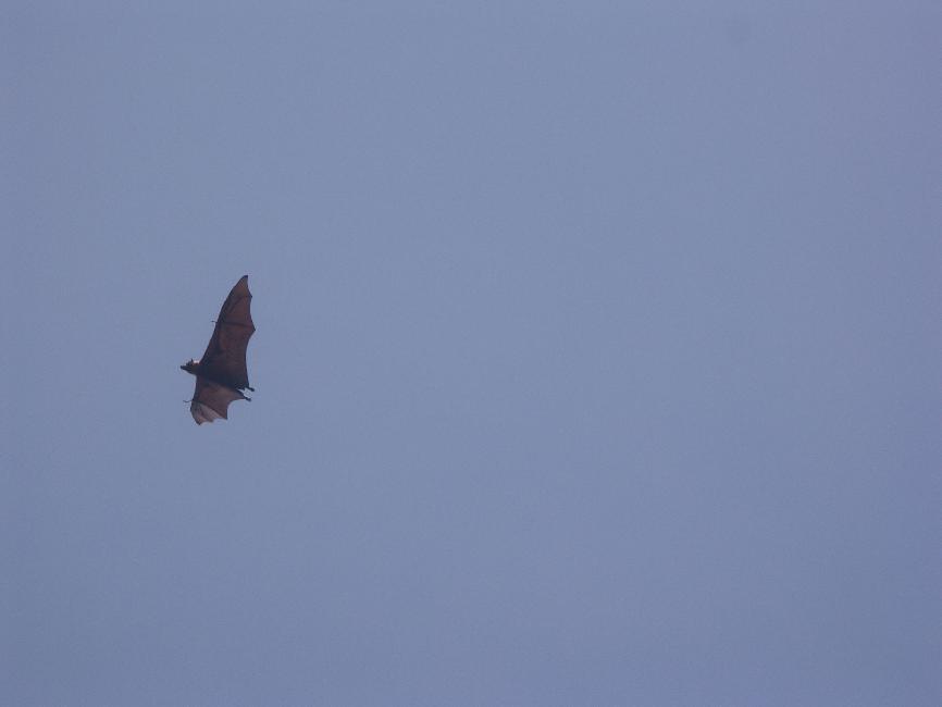 Roussette en vol