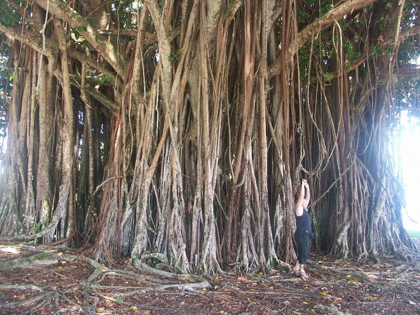 Gisèle nous donne l'échelle d'un figuier banang