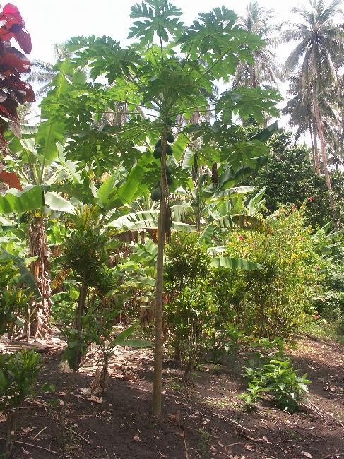 Les jardins sont luxuriants, et les villageois tentent de continuer à les exploiter