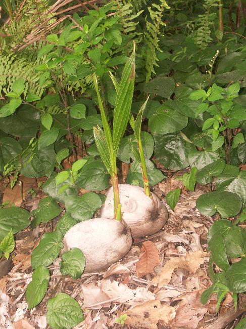 Les noix de coco repoussent naturellement