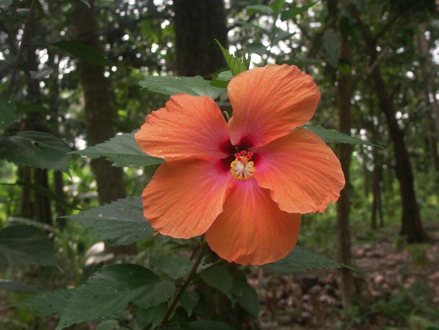 Un an après l'éruption, la flore a repris le dessus
