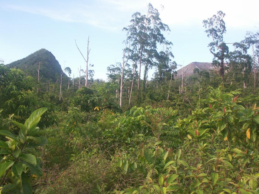 Première vision vers le sommet (à droite), au sortir de la forêt