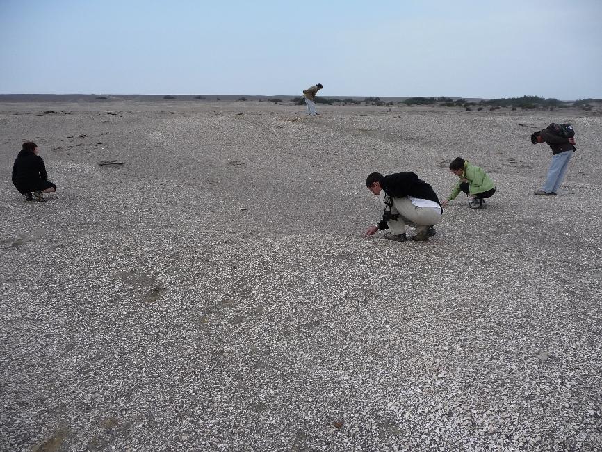 Site de Sacaco ; ramassage de fossiles de coquillages