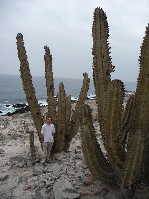 Cactus le long de la Panaméricaine