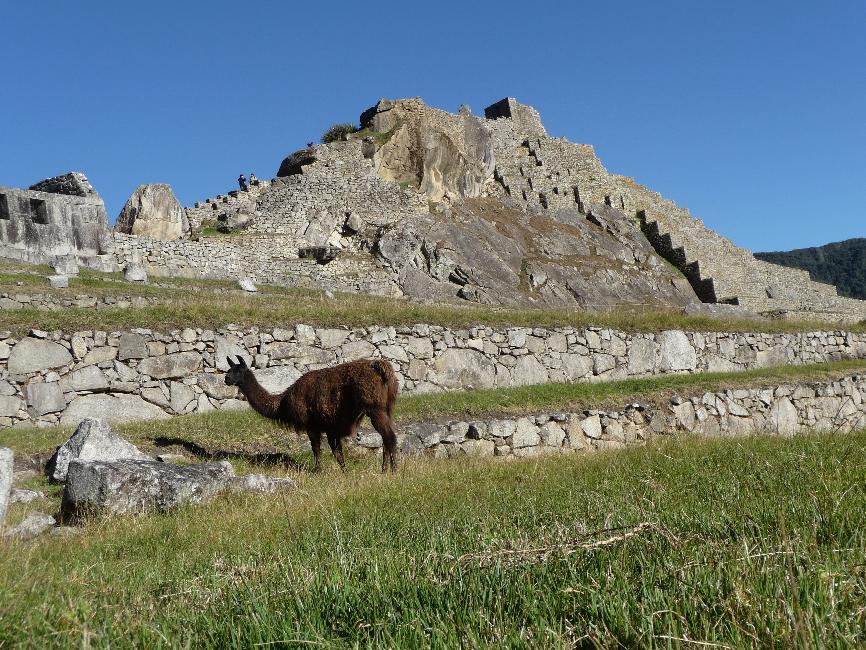 Tonte écologique des terrasses de Machu Picchu