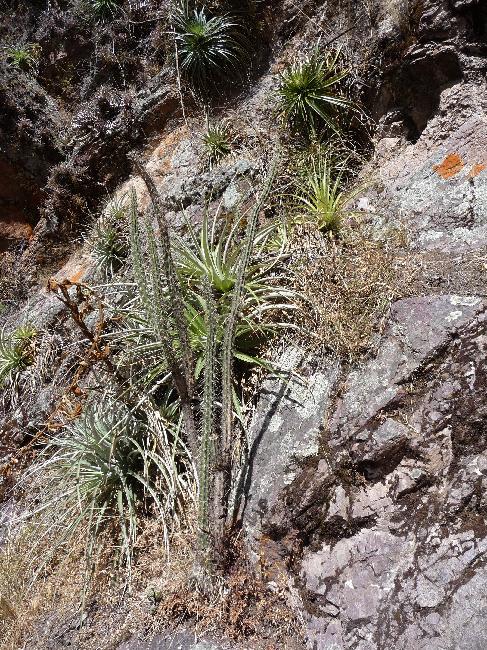 Ruines de Pisac ; cactus