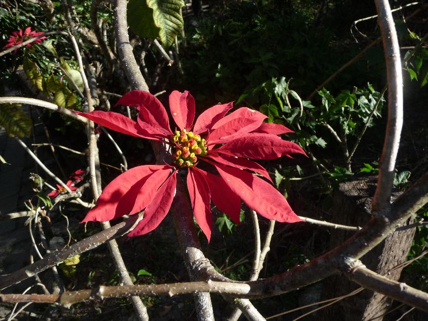Poinsettia