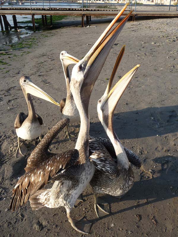 Plage de Paracas ; pélicans... apprivoisés