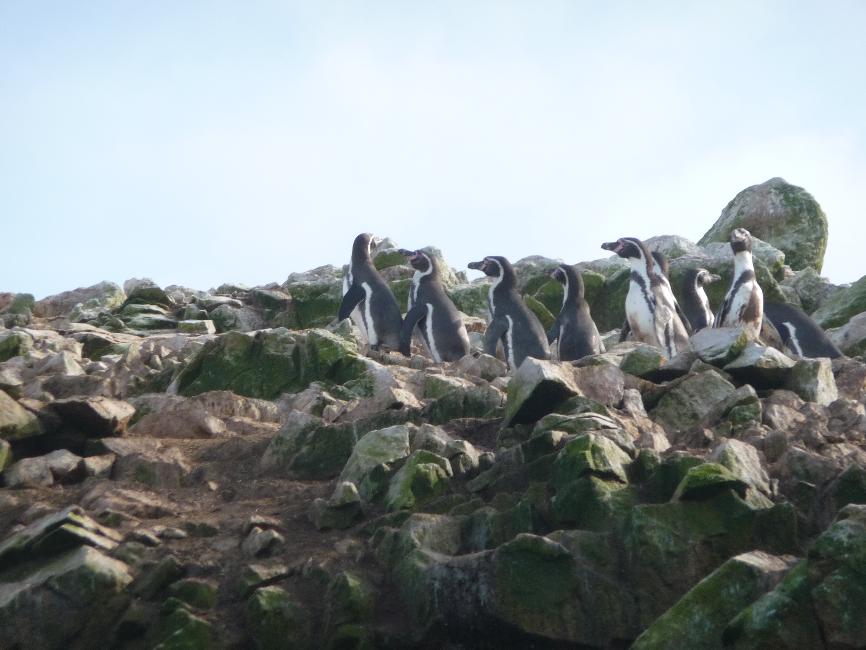 Iles Ballestas ; pingouins