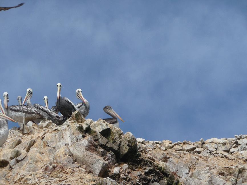 Iles Ballestas ; pélicans