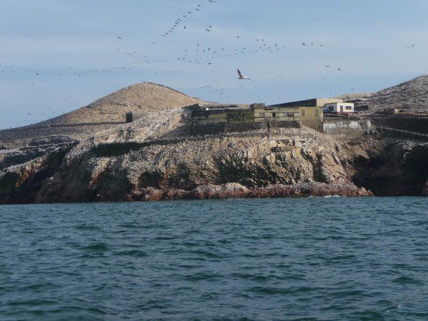 Iles Ballestas ; oiseaux