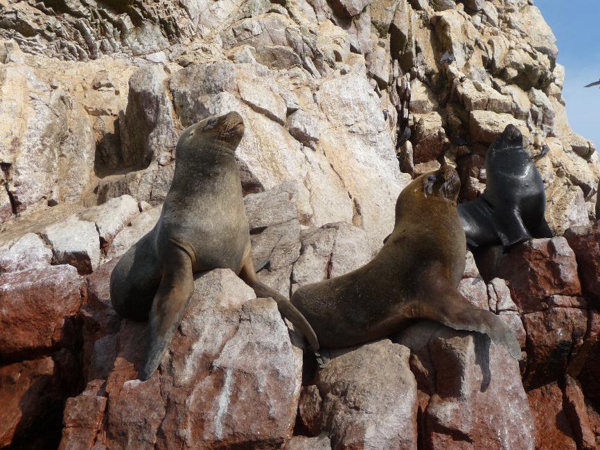 Iles Ballestas ; phoques