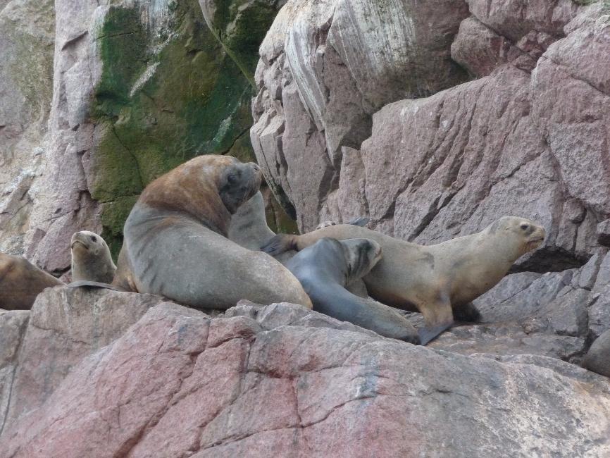 Iles Ballestas ; phoques
