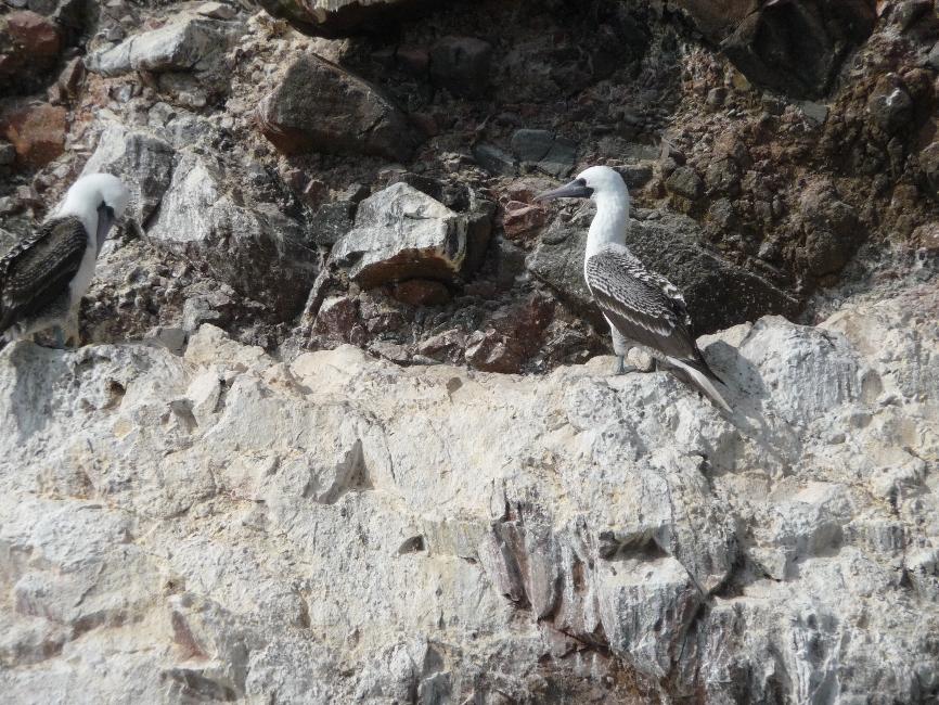 Iles Ballestas ; fous
