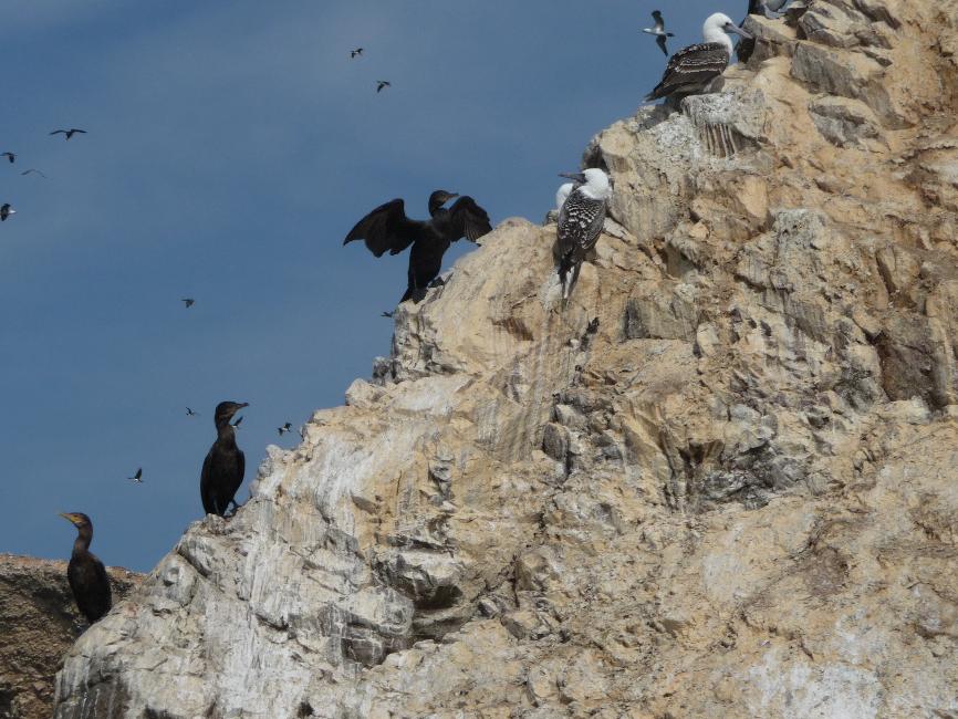 Iles Ballestas ; fous et cormoran