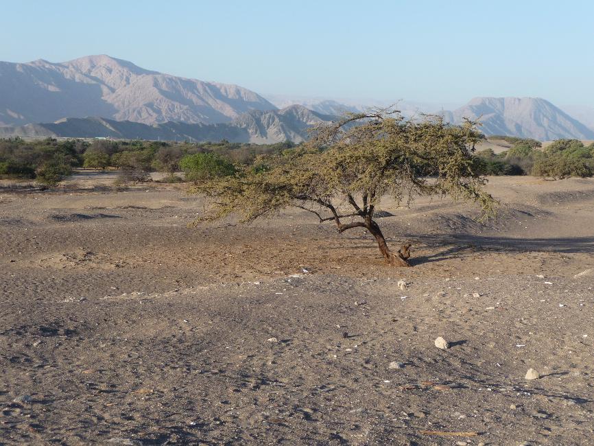 Cimetière de Chauchilla