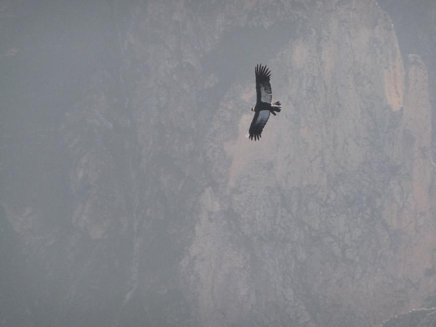 Canyon de Colca ; condor